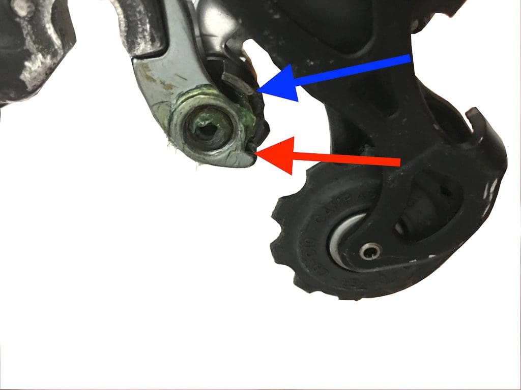 gros plan sur la patte